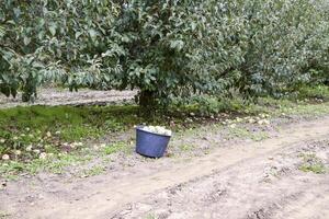 un' secchio con mele nel il giardino. Mela frutteto. righe di alberi foto