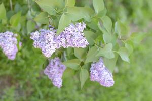 lilla fiori su il rami. bellissimo viola lilla fiori all'aperto. foto