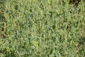 verde piselli nel il campo. in crescita piselli nel il campo. steli e baccelli di piselli foto