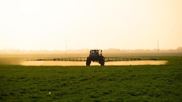 trattore su il tramonto sfondo. trattore con alto ruote è fabbricazione fertilizzante su giovane Grano. foto