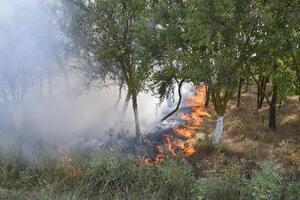 fuoco nel il foresta. fuoco e Fumo nel il foresta rifiuti. il erba è ardente nel il foresta. foresta incendi foto