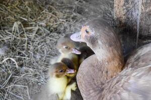 muta anatra madre con anatroccoli. foto