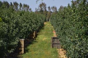 Mela frutteto. righe di alberi e il frutta di il terra sotto t foto