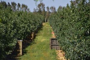 Mela frutteto. righe di alberi e il frutta di il terra sotto t foto