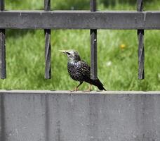 storni camminare su il erba foto