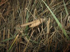 cavalletta nel un' nativo habitat foto