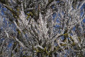 primavera fioritura alberi. impollinazione di fiori di albicocca. fioritura foto