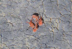 vicino su macro rosso velluto acaro o trombidiidae foto