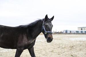 il cavallo camminava in giro il stadio foto