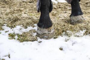 il cavalli gambe. zoccoli di un' cavallo nel il sabbia. foto