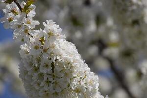 prunus avium fioritura ciliegia. ciliegia fiori su un' albero ramo foto