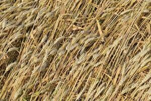 maturo Grano su il campo. spighette di Grano. raccogliere di grano. foto