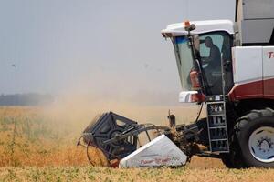 raccolta piselli con un' combinare mietitrice. raccolta piselli a partire dal il campi. foto