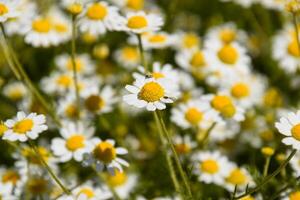 camomilla fiori. farmaceutico camomilla. medicinale pianta camomilla, fioritura. foto