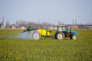 trattore fertilizza un' canola campo, spruzzatura fertilizzante con un' trattore. foto