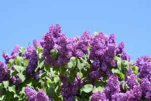fiori fioritura lilla. bellissimo viola lilla fiori all'aperto. foto