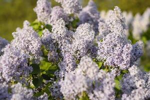 fiori fioritura lilla. bellissimo viola lilla fiori all'aperto. foto