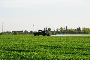 trattore con il Aiuto di un' spruzzatore spray liquido fertilizzanti su giovane Grano nel il campo. foto