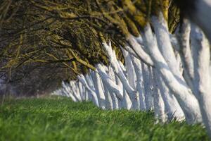 imbiancato albero tronchi lungo il strada. albicocche lungo itinerario con un' verde prato e imbiancato boli. foto