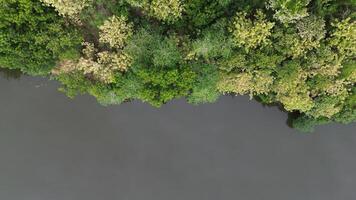 aereo Visualizza di verde foresta nel il mezzo di il fiume foto