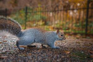 autunno scoiattolo profilato nel un' Londra parco, bagnata nel caldo leggero foto