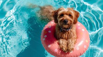 ai generato un' grande ispido cane nuotate nel un' piscina Il prossimo per un gonfiabile cerchio nel il forma di un' ciambella foto