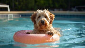 ai generato un' grande ispido cane nuotate nel un' piscina Il prossimo per un gonfiabile cerchio nel il forma di un' ciambella foto