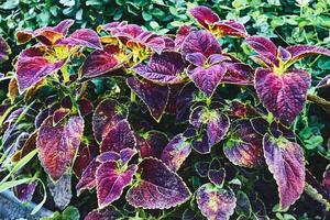 paesaggio. rosso ornamentale pianta coleus di il lamiaceae famiglia nel un' letto di fiori foto