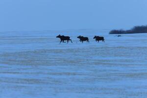 alci della prateria in inverno saskatchewan canada foto