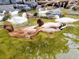 animale piuma ala selvaggio anatra nuoto su il acqua e mangiare cibo . anatra nuoto nel il chiaro palude acqua foto