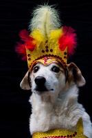 ritratto di un' cane vestito per carnevale, con piume, paillettes e luccica foto