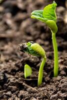 avvicinamento dettaglio di semi germinazione nel primavera e autunno. germinazione concetto foto