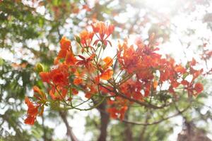 delonix regia o Caesalpinia pulcherrima fiore foto