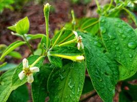 il fiori di il arum pianta fioritura abbagliante foto