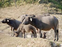 mandria di bufalo mangiare erba, mandria di bufalo pascolo nel lussureggiante verde prato, mandria di bufalo mangiare erba, un' mandria di bufali mangiare erba su il incolto campo foto