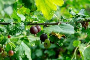 Yoshta è un' ibrido di ribes e uva spina. foto