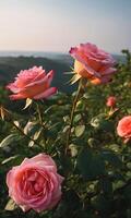 ai generato rosa , bellissimo rosa nel natura, bellissimo fiore panorama foto