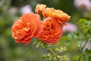 gruppo di morbido arancia rosa Multi petali astratto forma con verde le foglie nel botanica giardino. simbolo di amore nel San Valentino giorno. morbido fragrante aroma flora. foto