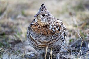 arruffato gallo cedrone saskatchewan foto