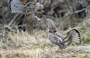 arruffato gallo cedrone saskatchewan foto