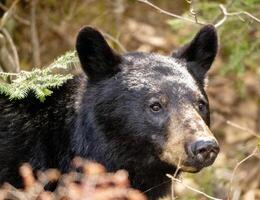 nero orso vicino su foto