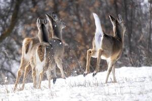 prateria cervo saskatchewan foto