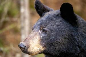 nero orso vicino su foto