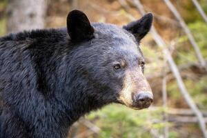 nero orso vicino su foto