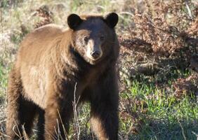 cannella nero orso foto