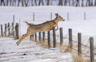 prateria cervo saskatchewan foto