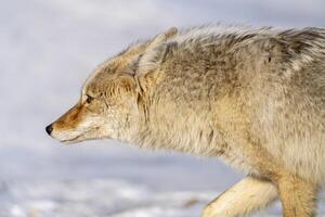 prateria coyote Canada foto