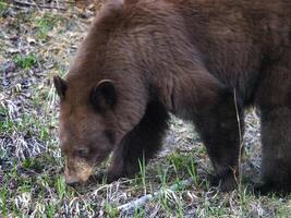 cannella nero orso foto