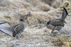 arruffato gallo cedrone saskatchewan foto