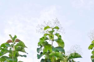 tettona grandi, teak o lamiaceae o teak pianta o teak seme teak e fiore e cielo foto